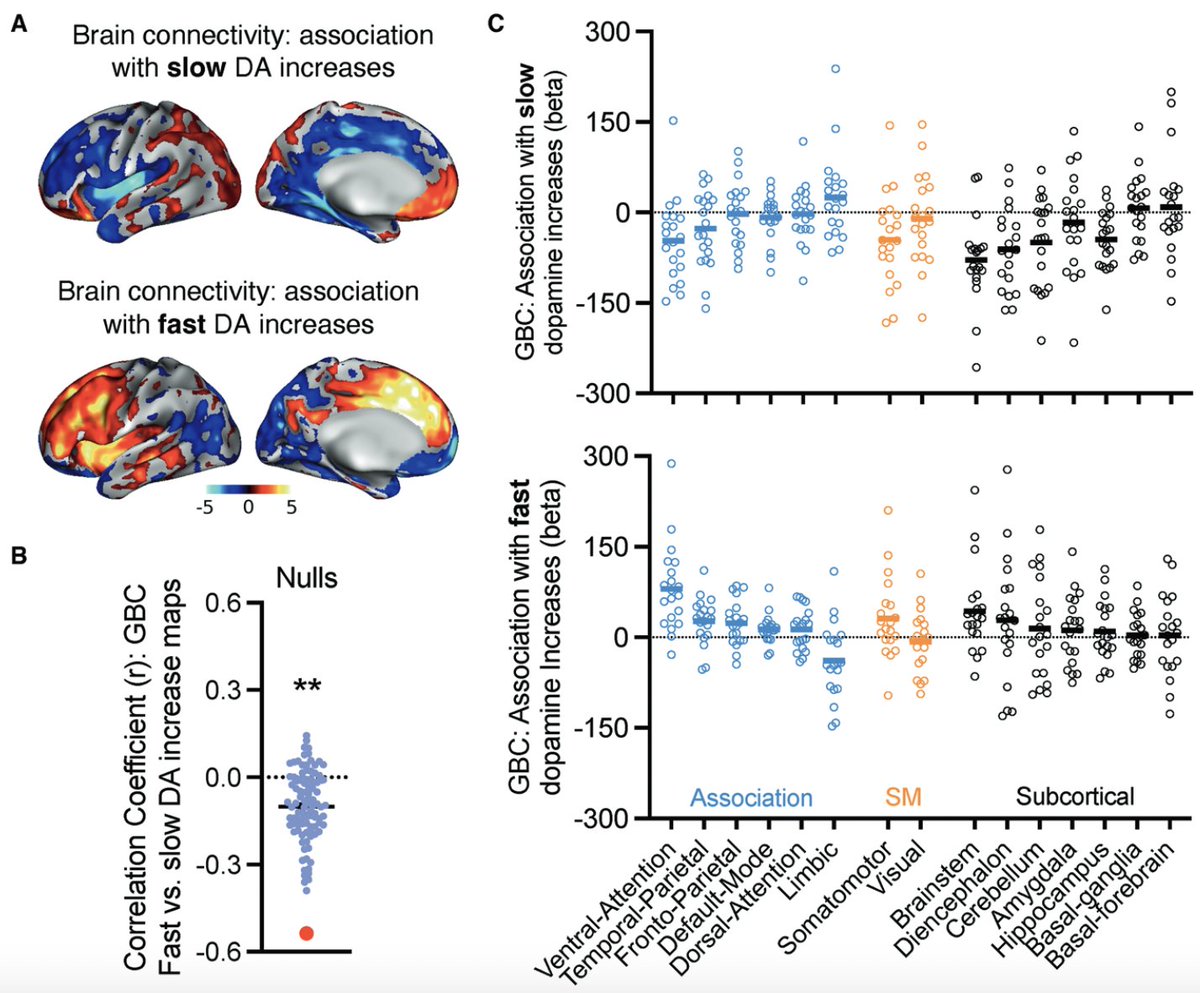 Pete Manza (@petemanza) on Twitter photo Our latest out <a href="/npp_journal/">Neuropsychopharmacology</a> 🚨
Brain connectivity patterns are strikingly different to slow vs fast dopamine increases--
Implications for why Ritalin is therapeutic when brain delivery is slow (e.g., taken orally), but very addictive if fast (e.g., IV)!
rdcu.be/dx5hv Our latest out <a href="/npp_journal/">Neuropsychopharmacology</a> 🚨
Brain connectivity patterns are strikingly different to slow vs fast dopamine increases--
Implications for why Ritalin is therapeutic when brain delivery is slow (e.g., taken orally), but very addictive if fast (e.g., IV)!
rdcu.be/dx5hv