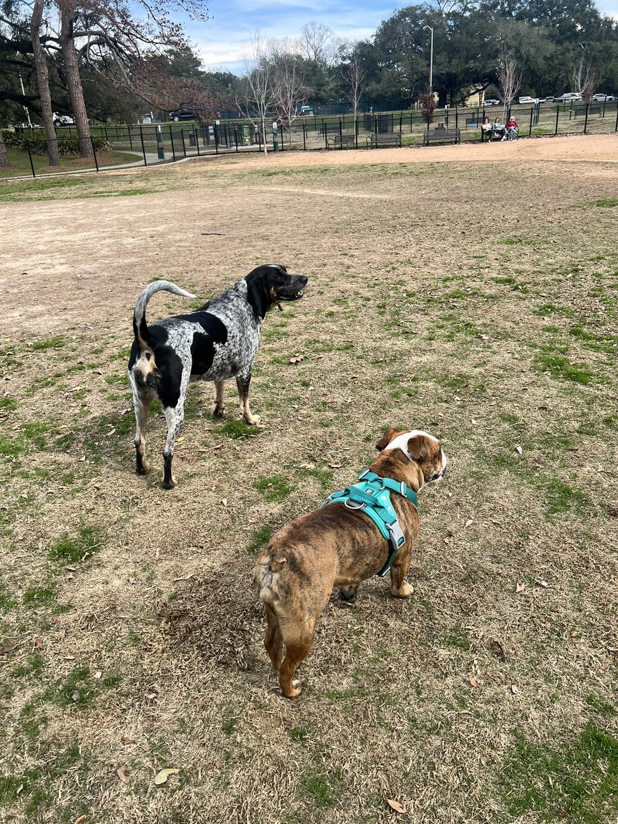 McDougallMartha's tweet image. Another trip to the dog park for Lil Rosie ! #englishbulldog
#germanpointer
#DogsofTwittter 
#dogsofx ❤️🐕🐾