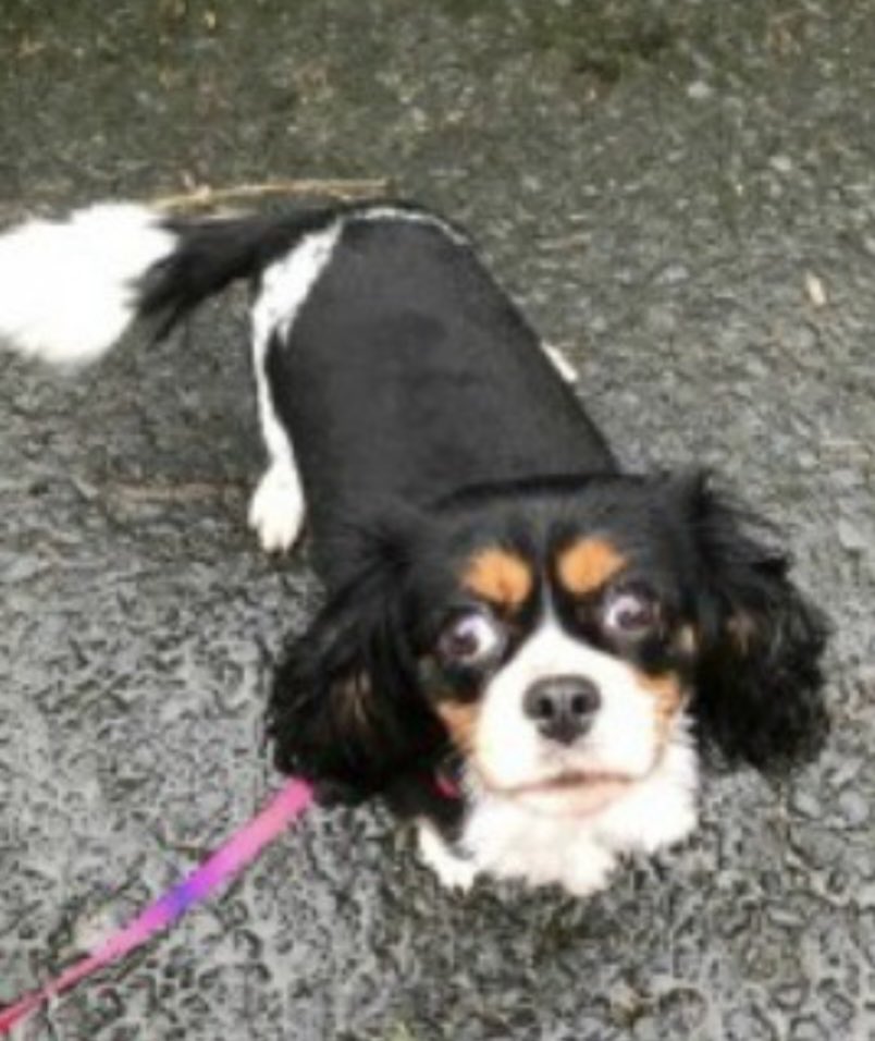 #SpanielHour 

BELLA WAS #Stolen her family knew straight away but no CRN given at the time 
In her garden playing and vanished 
 #Walsall area #WS4 25/8/19 
OVER FOUR YEARS - STILL SEARCHING 
TRI-COLOUR #CavalierKingCharles 
Look at her markings - HAVE U SEEN HER PLS?