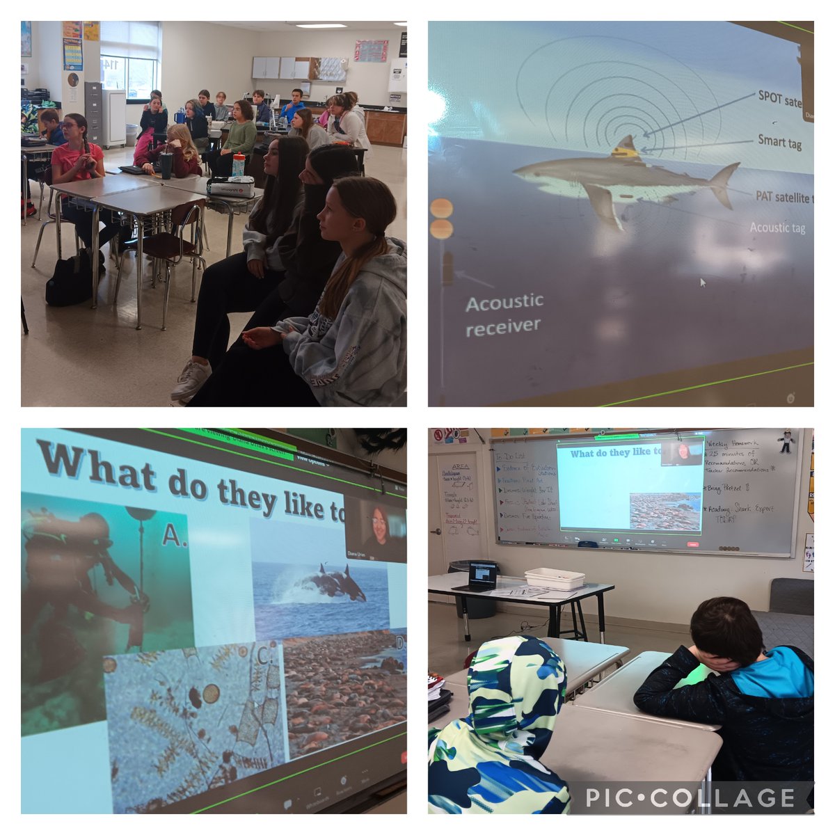 #BMSPatriotAcademy students today had a Zoom call with @CSULBsharklab over 🦈 tech. Diana and Kelsey led an engaging lesson that will supplement student learning in the #SharkAwarenessPBL. Thank you! <a href="/BernardMiddle/">Bernard Middle MSD</a> #Personalization #AllFinsIn