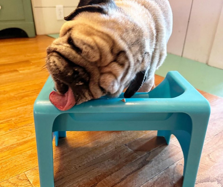 Frankie representing the 'Clean Plate Club! 🐶😋

#pawtion #flufftrough #flufftroughdining #pug #puglife #puglove #pugs #dog #dogs #pugpuppy #pugworld #pugoftheday #puppy #pugnation #puglover #mops #pugsnotdrugs #puglovers #love #doglover #pet #cute