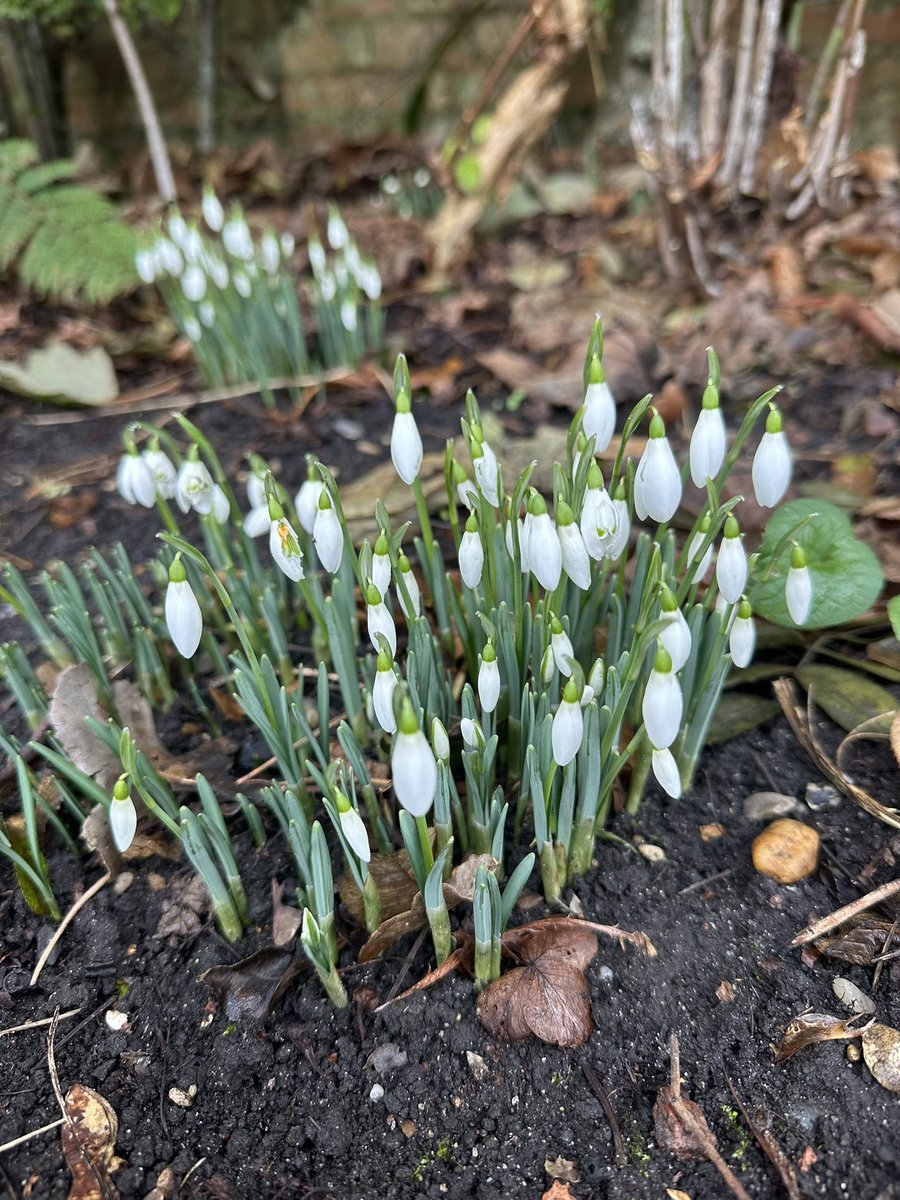 Dark afternoons/winter blues soon to be banished with only 42 days until #spring plus our wild spring bulbs looking pretty. @LGSpace @clothofnature @urbanponds101 @UrbPartnersUK @BelsizeVillage