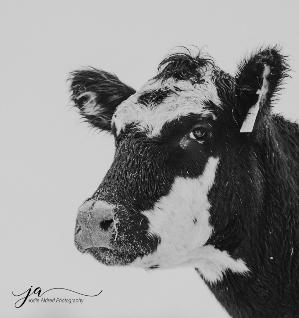 . <a href="/JODIEAPHOTO/">Jodie Aldred Photography</a> #ontag