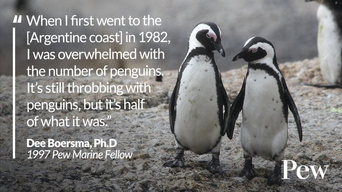 Renowned penguin expert and #PewMarineFellow Dee Boersma has spent 40 years studying a single colony of penguins in Argentina’s coastal desert.

She recently shared her perspectives from 4 decades of research. pew.org/3FJB1vg 

📷Pam Ivey

Via @pewenvironment