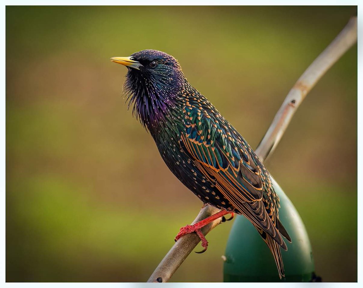 #starling looking splendid with its iridescent colours.
And a bit of a beard growing