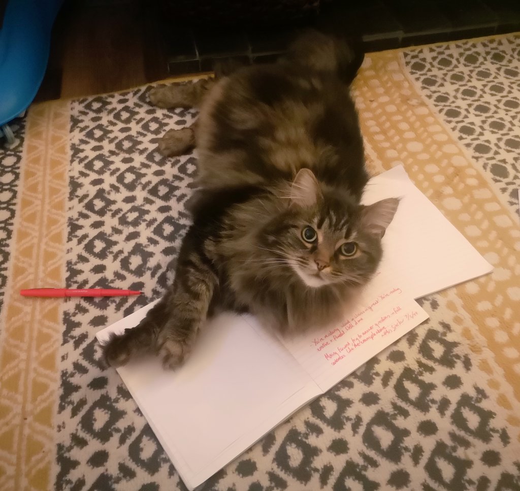 IslandIncomer's tweet photo. Have recruited the cat to help me with marking. He's a stickler for spelling.

#teacher https://t.co/jz2DpmXz2a
