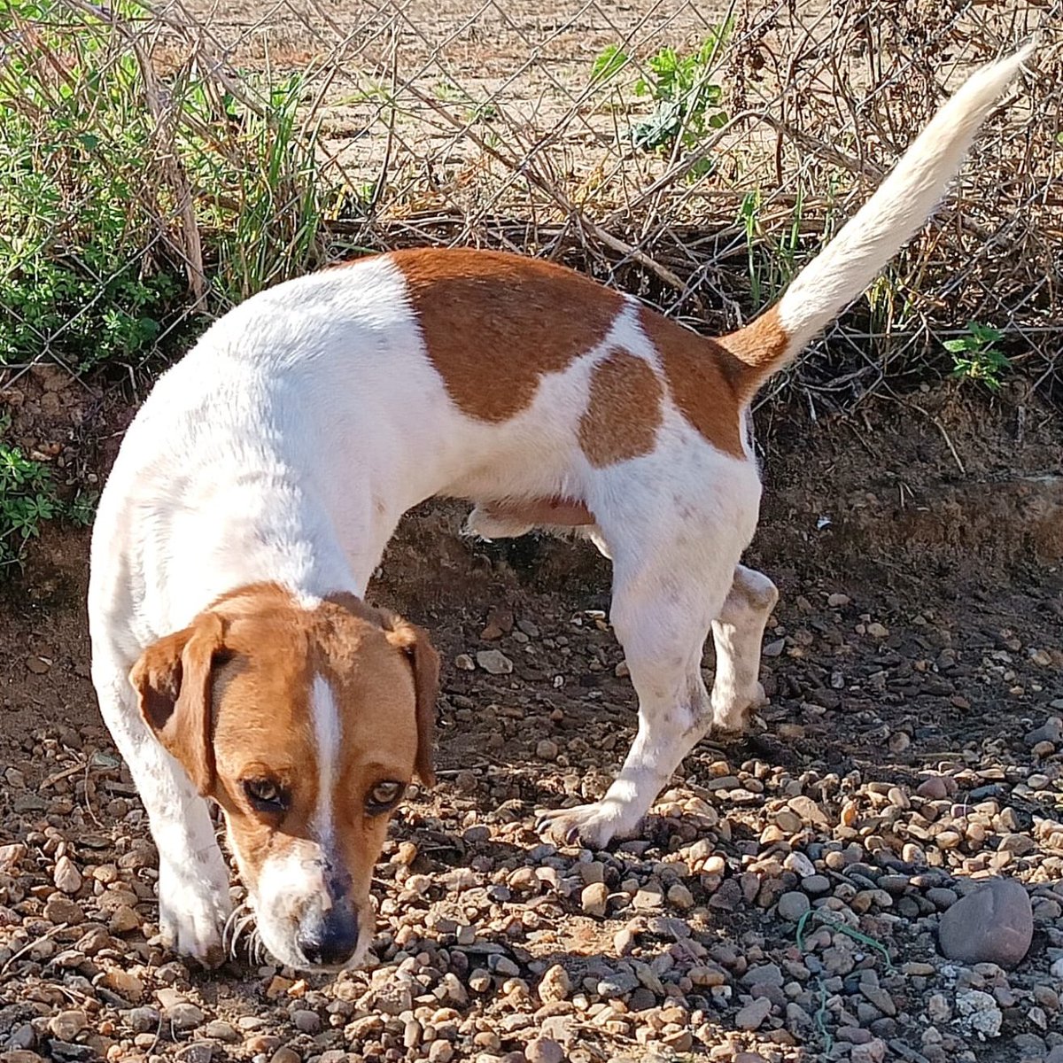 NUEVA VIDA ADOPCIONES (@nuevavidaadop) on Twitter photo #MADRID
RULO ha sido ABANDONADO en la puerta de Clinica Veterinaria
mix #beagle de 1 año,sociable con niños,🐶y🐱
NECESITA #adopcionresponsable
Se entrega chipado,vacunado,desparasitado y CON compromiso de castración
CONTACTO 📩facenuevavida@gmail.com
#adopta #adopcion #adoptame #MADRID
RULO ha sido ABANDONADO en la puerta de Clinica Veterinaria
mix #beagle de 1 año,sociable con niños,🐶y🐱
NECESITA #adopcionresponsable
Se entrega chipado,vacunado,desparasitado y CON compromiso de castración
CONTACTO 📩facenuevavida@gmail.com
#adopta #adopcion #adoptame