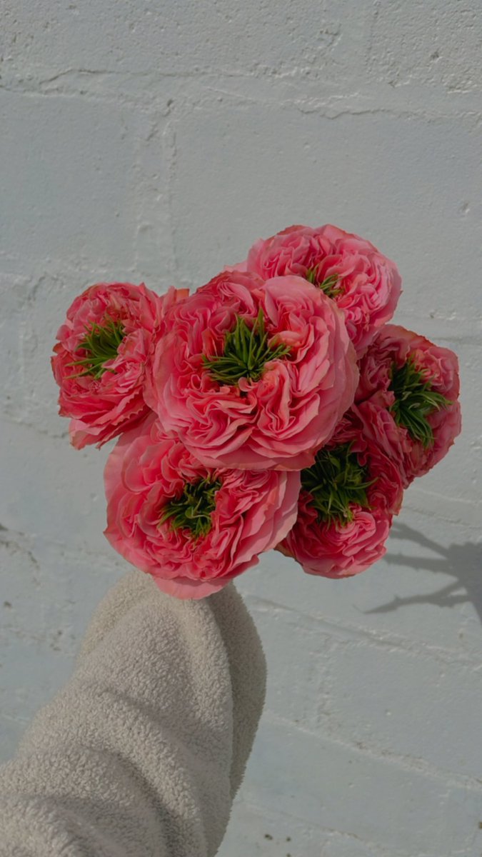 Taylor 🌿 tweet media