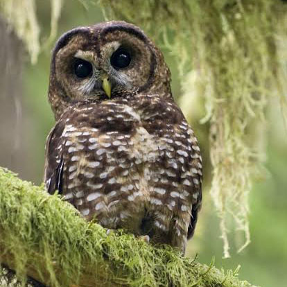 PLEASE WELCOME STRIX (1170)
Released in late 2023, #Condor (1170) is one of the newest members of the #BigSur Flock. Her nickname, Strix, pays homage to the intriguing world of the wood owl which includes the #endangered #SpottedOwl. #protectallendangeredspecies