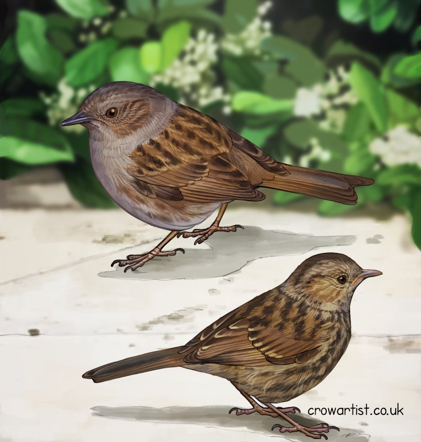 The humble Dunnock adult and juvenile. Sometimes confused with a Robin!