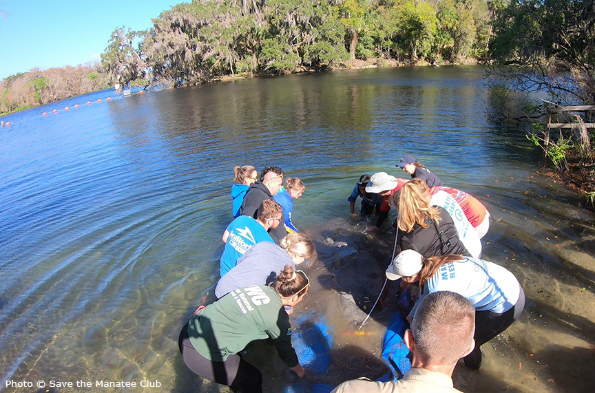 savethemanatee's tweet photo. (1/2) Today partners from the @MRP_Manatee released 5 manatees at Blue Spring! All manatees were rescued by @MyFWC and partners as orphans and rehabilitated at @SeaWorld, @ColumbusZoo and @GeorgiaAquarium!

All activities conducted under permit #MA770191 https://t.co/kcW51qe6l8