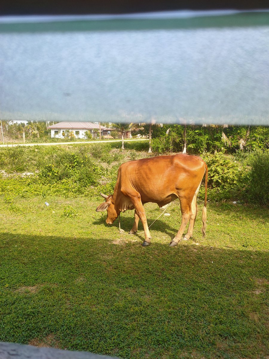 What i see when looking out of my bedroom window ❤️💯
#thathowitshouldbe
#walkfree