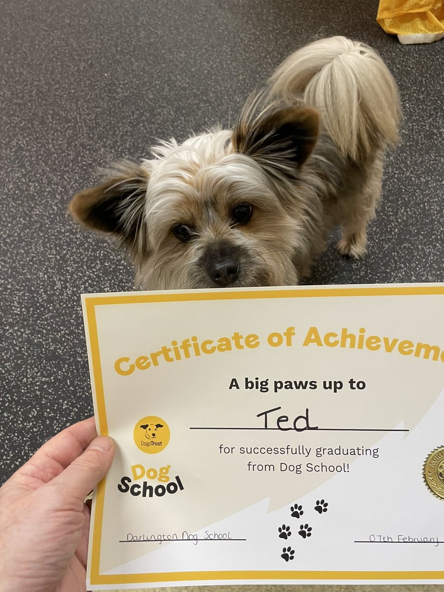 Big Floof is feeling pleased with himself 😀 #proudlittlebrother #topoftheclass @DogsTrust