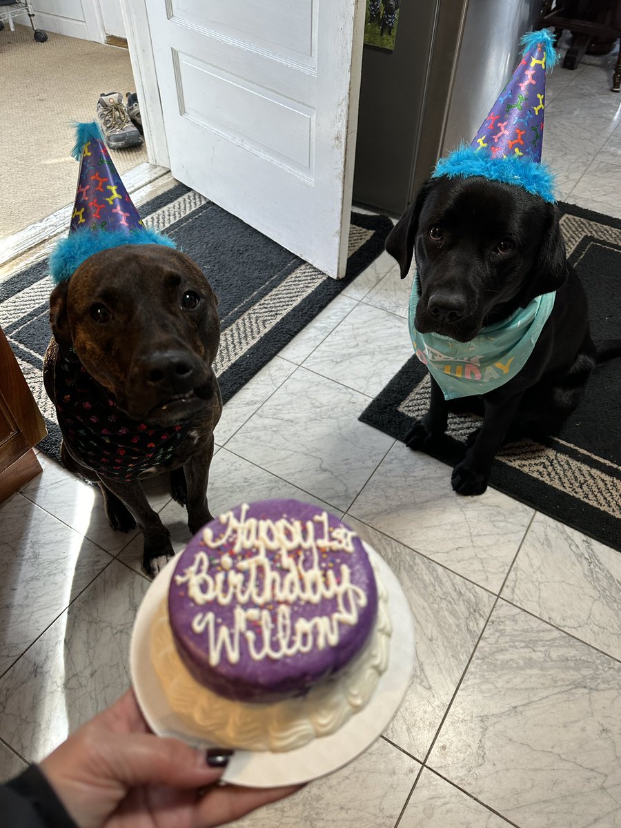 Happy first birthday to our sweet sassy beautiful Willow! 🥳🎂💜🩵🩷 #willow #rileyandwillow 

#Itsmybirthday #happybirthday #lab #dogsogtwitter #dogsofx #dogsarefamily