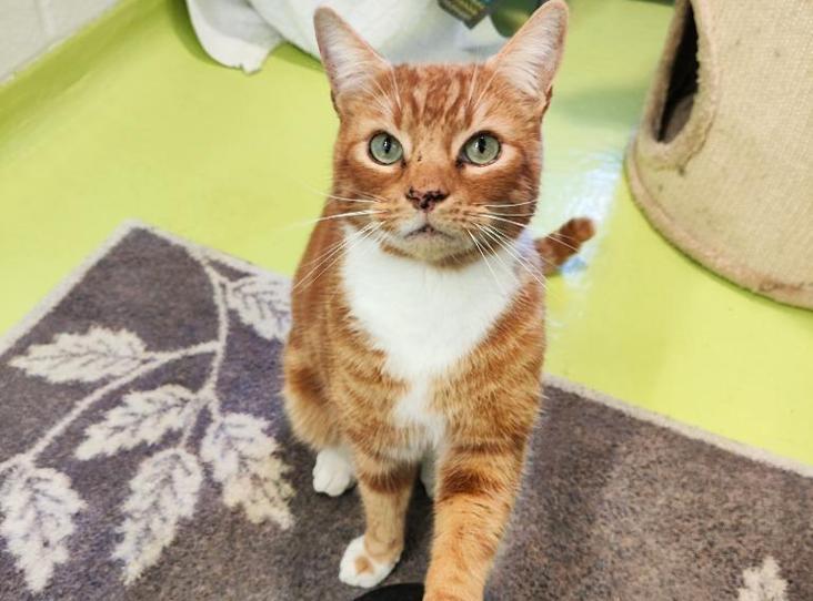 Please retweet, the RSPCA have over 150 cats and kittens available for adoption on their website today #ENGLAND and  #WALES . If you could offer a cat or a kitten a forever or foster home, please go to their website and enter your location to see cats near you or just share to