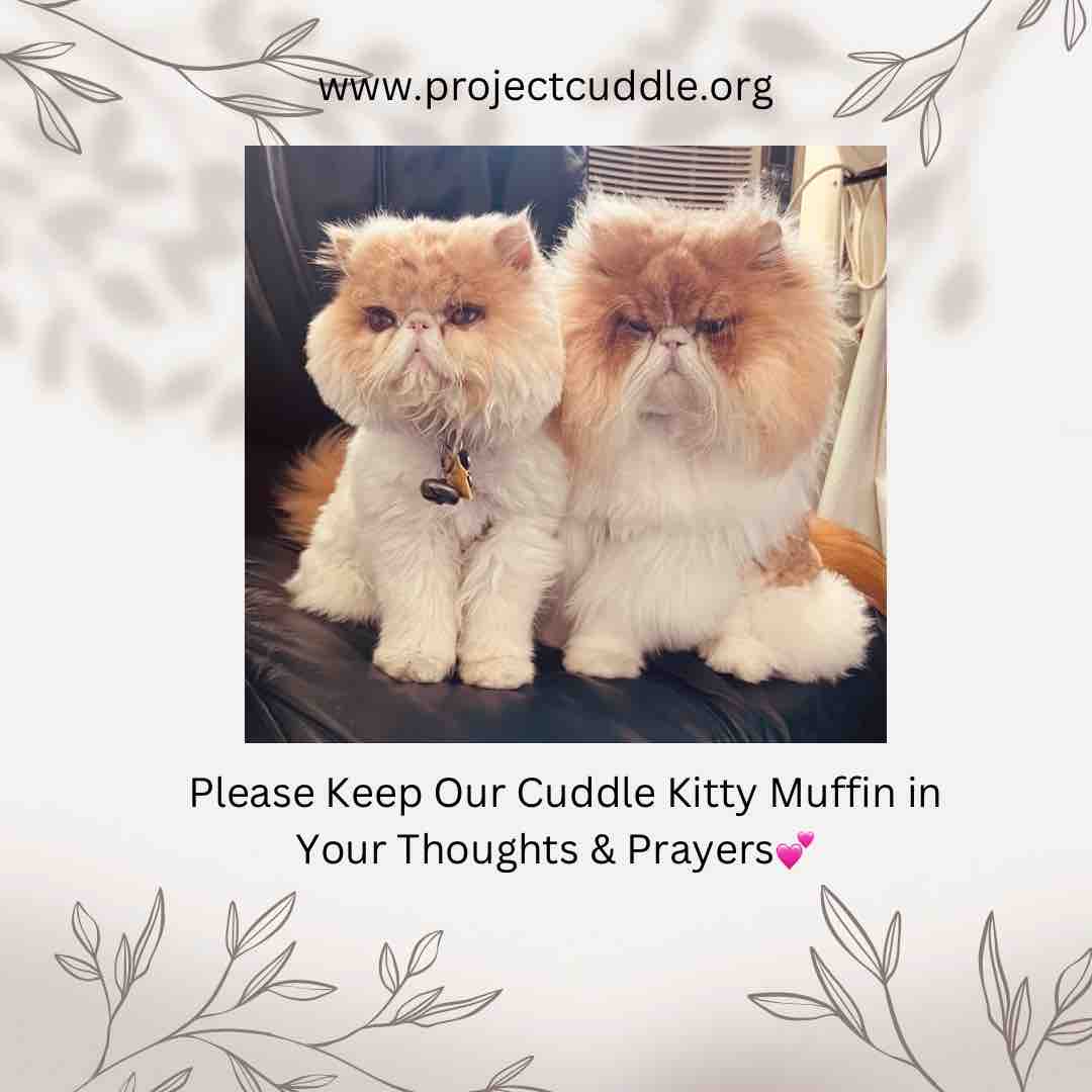 baby_saver's tweet image. Project Cuddle requests your help to keep Our Cuddle Kitty Muffin in your thoughts &amp;amp; prayers. He is at a great risk for loosing his right eye! We are hoping to find a vet that truly cares to do the surgery. He is a part of the Project Cuddle family! #projectcuddle