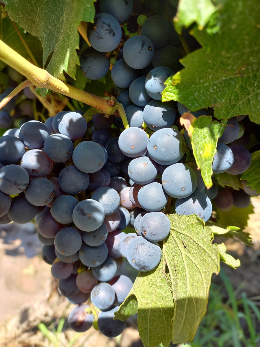 #FincaLaCoti 2024 en camino !!🍇🍷💪