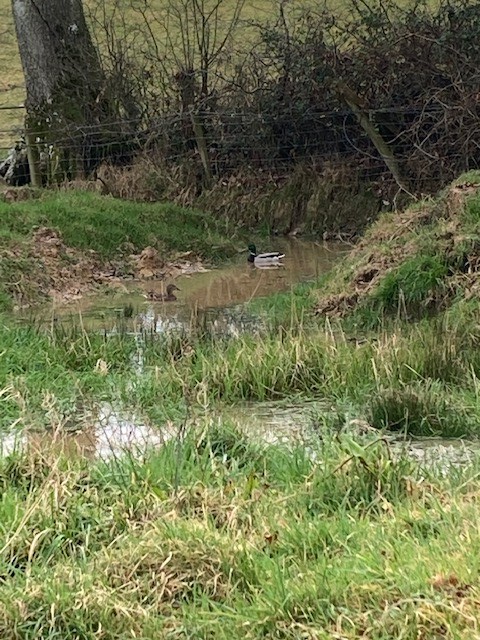 Lovely day in the garden, making some new raised vegetable beds, great to see so many worms in our compost, and the Mallards enjoying the pond,
#spring2024 #RaisedGardenBeds #homemadecompost #mallard #workingwithnature