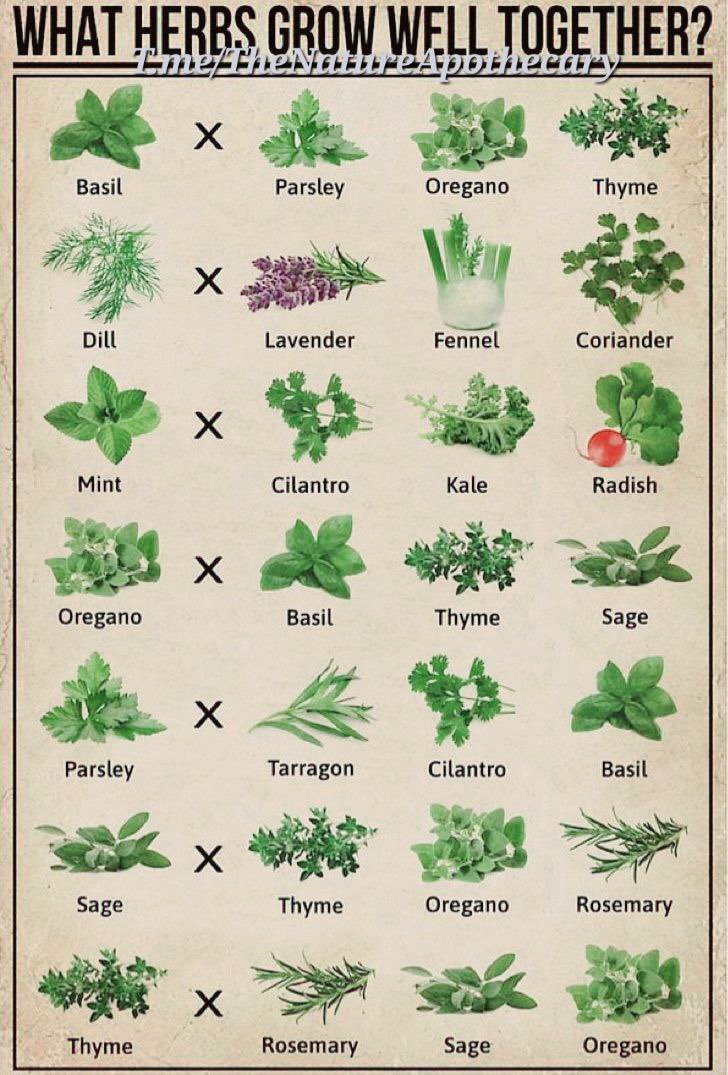 DaysofNoahGen6's tweet photo. Great chart that shows which herbs grow well together as Companion Herbs!

#homesteadingtips #homesteadingmotivation
#gardeningtips #bushcraft #beekeeping #farming #gardeningtwitter #foodsupply #homesteading #offgrid #prepping #survivalskills #survivalism #gardeningX #selfsufficiency #permaculture