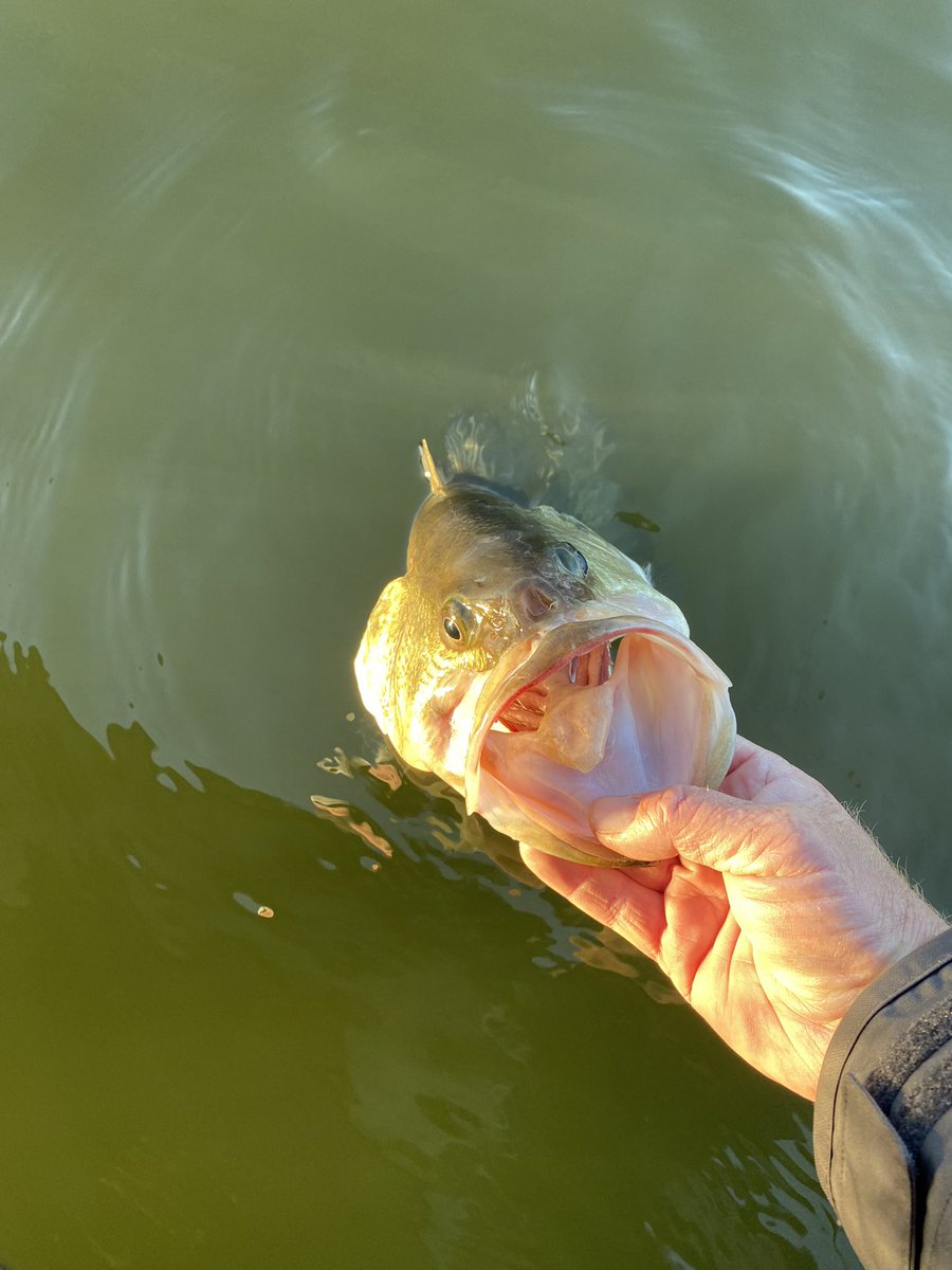 Say Ahhh…😛 #largemouthbass
#bassfishing