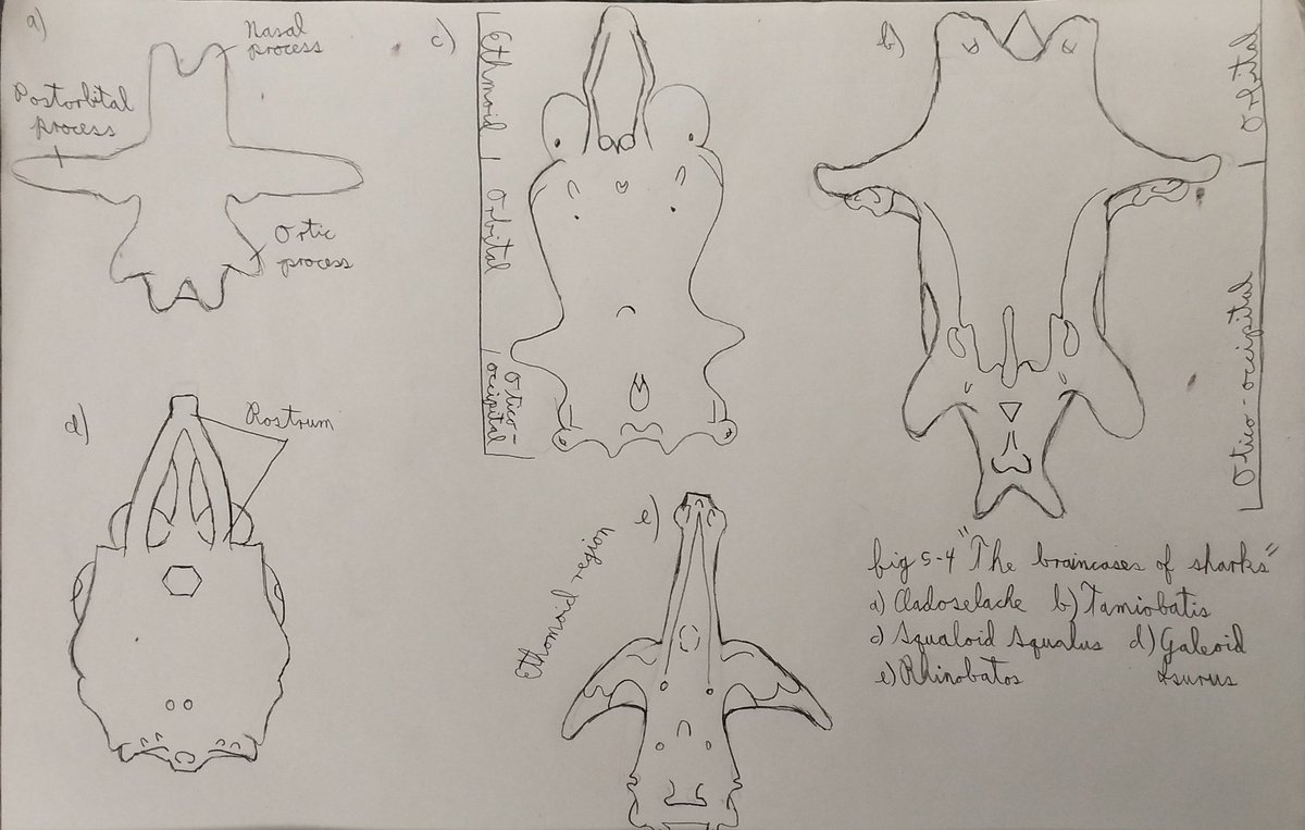 Bk00008's tweet photo. I've finished chapter 4 of my paleontology book. Right now I'm starting to study chapter 5 "Sharks and other cartilaginous fish" 🦈

This is the first illustration of my study. https://t.co/eFkvCDZCZO
