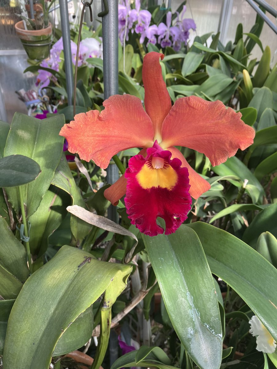 我が家で初開花です。大先輩の遺品。うちにやってきて数年、感慨深いものがあります。鮮やかなオレンジ色と引き締まった赤いリップが素晴らしいです。 #Cattleya A.Takagi‘Kakiemon（柿右衛門）’ #orchids #蘭 #ご蘭なさい