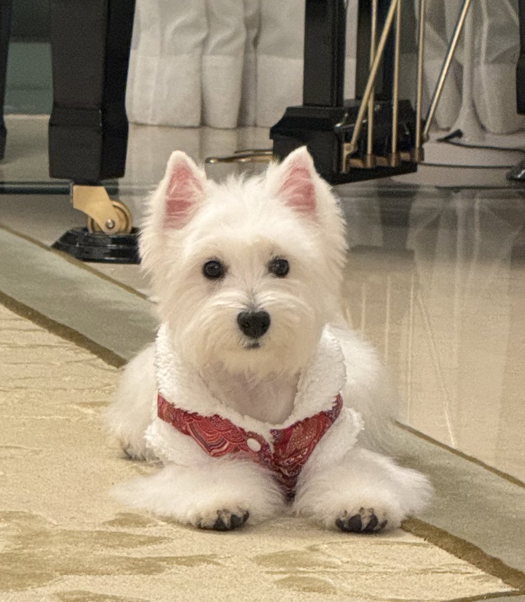Dejaz_eth's tweet photo. Ready for cny! @Yogapetz $well #well #westie #tofu https://t.co/gGPyIbWsoQ