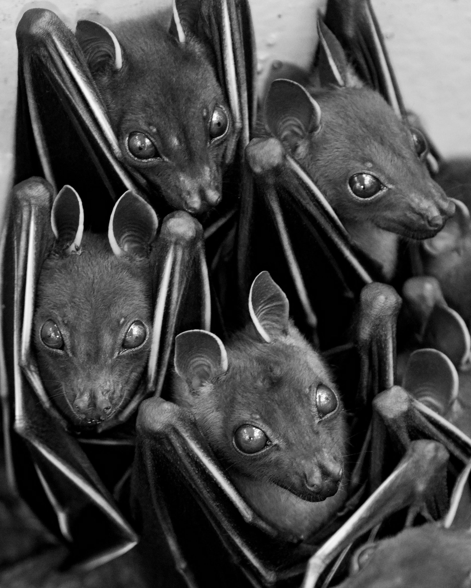 Lesser Dog Faced Fruit Bat