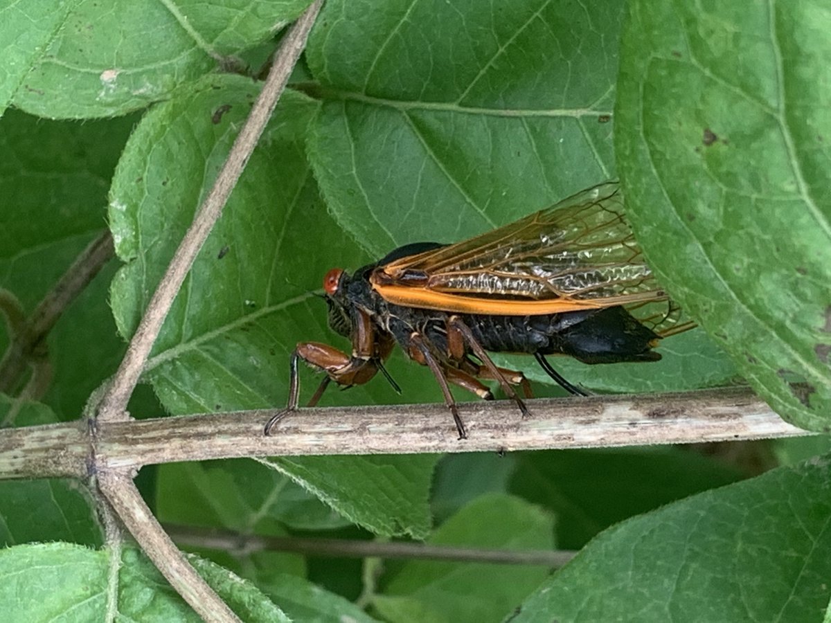 For those of you who, like me, love 17-yr #cicadas, here is a storymap chronicling a visit I took to Princeton, NJ in June 2021 in search of #BroodX: The Cicada's Secret Journey storymaps.com/stories/883f26… #cicada #BroodX #forestnutrientcycling #bugs