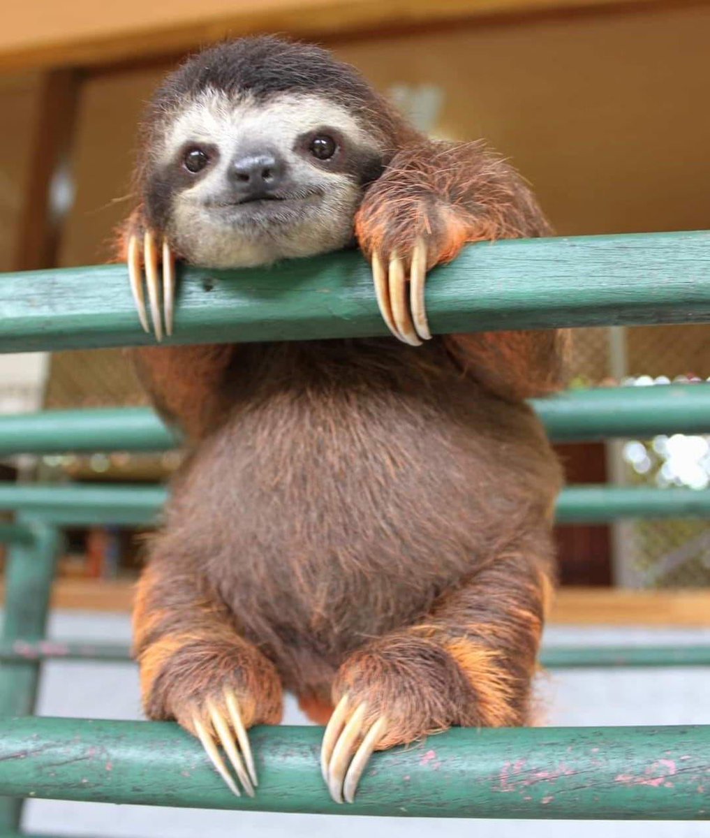 Aquí vemos a dos perezosos mirándose fijamente.