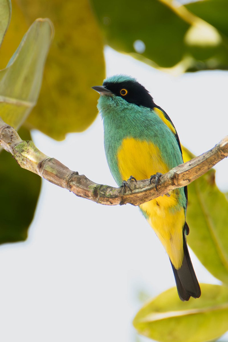 Un encuentro que me llenó de felicidad #miercolesdeemplumados

Dacnis lineata

#AvesdeColombia