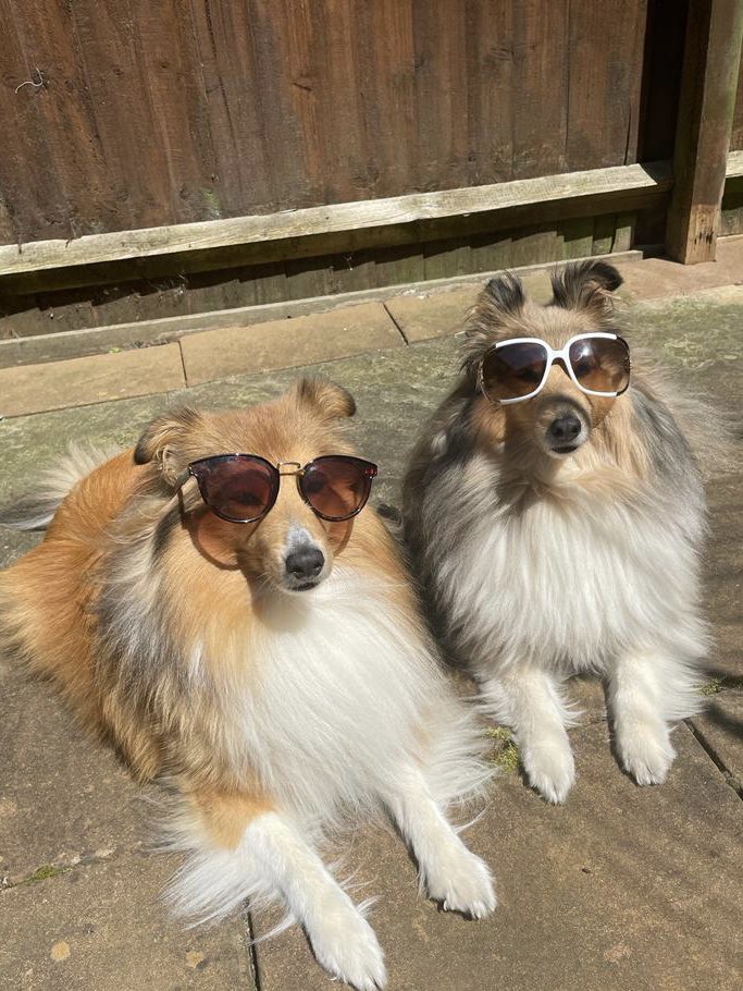 Be glad when the warmer weather gets here. #summer #woody #fonzie #shelties #northnotts