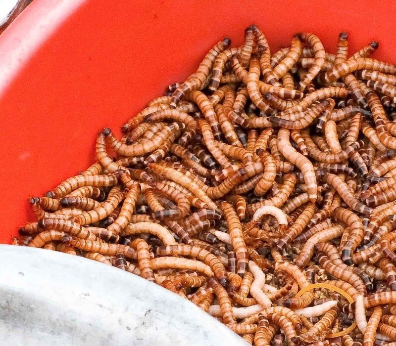 "𝑫𝒐𝒏𝒂𝒓𝒆𝒎 𝒎𝒆́𝒔 𝒇𝒂𝒆𝒏𝒂 𝒒𝒖𝒆 𝒖𝒏𝒂 𝒐𝒏𝒄̧𝒂 𝒅𝒆 𝒄𝒖𝒄𝒔"

Expressió encara molt viva que usem al Maestrat quan hi ha que tindre  molta dedicació en algú o alguna cosa.
#valencià #Maestrat