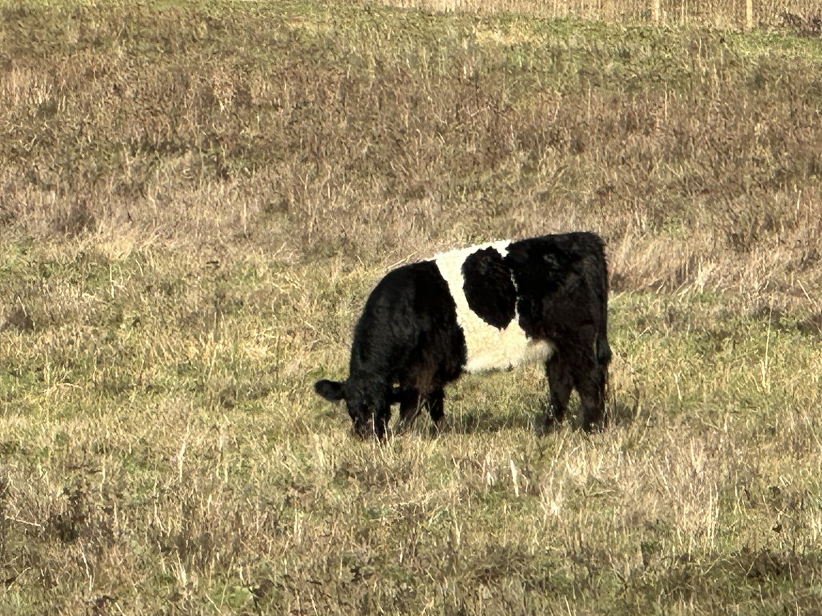Designer belt (ie) 
#beltedgalloway
#thewanderingherd