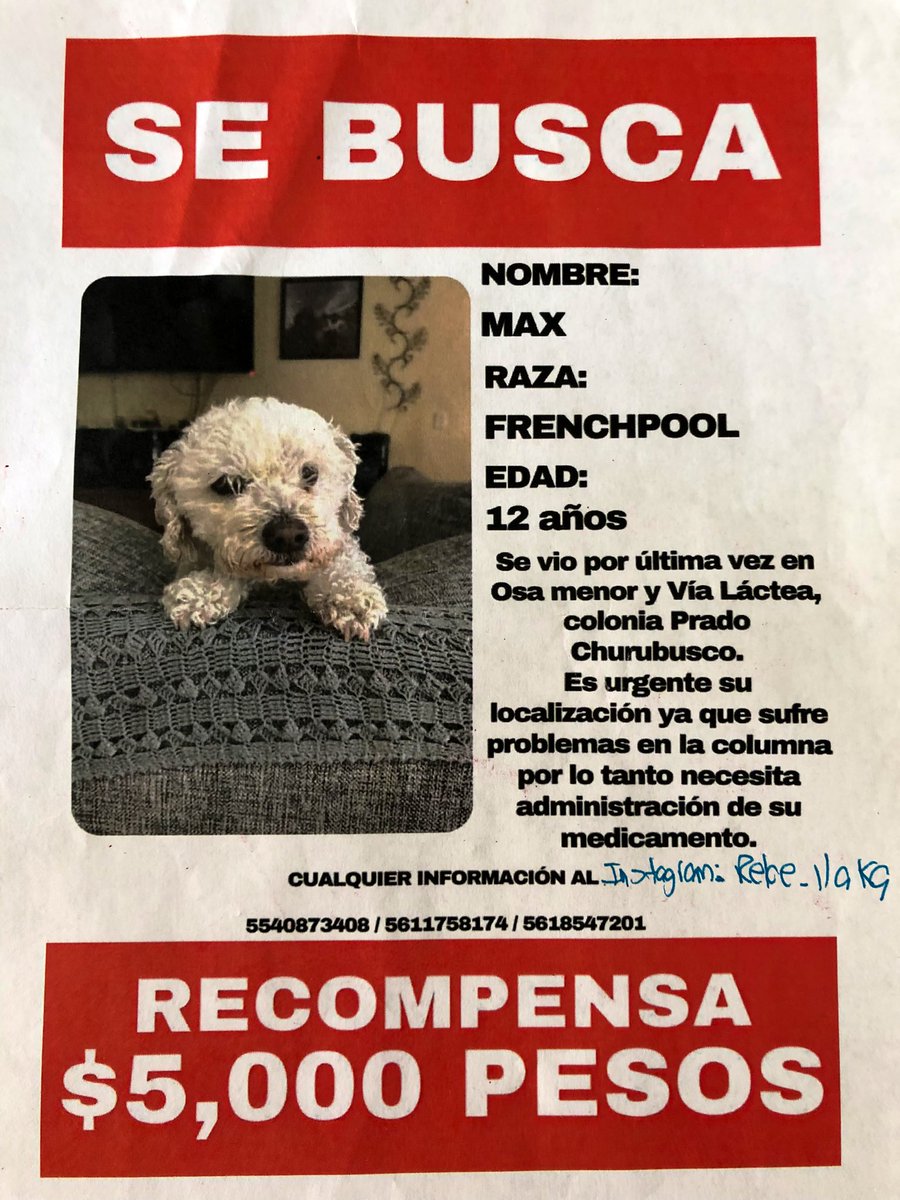 … BUSCAMOS A MAX 🐾✨
RT. hasta encontrarlo 😔

#MascotaPerdida #cdmx <a href="/FundacionToby/">Fundación Toby</a> <a href="/MascotasSismo/">Mascotas Sismo</a>