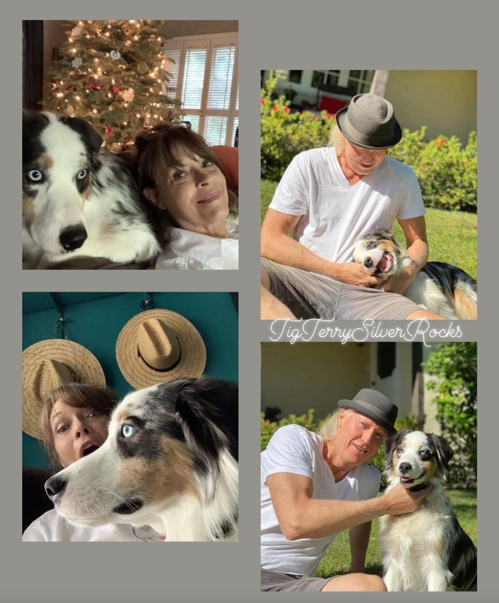 Silversmeasures's tweet photo. "Chilling with their boy Arthur."
#FamilyPet #GoodnightImage https://t.co/z2AsET9ajX
