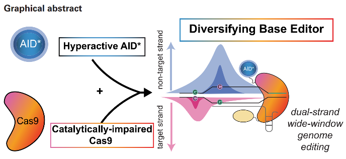 Kiara N. BerrĂos Adorno, Ph.D. (@berrios_kn) on Twitter photo The last lead author article from my PhD is out! In <a href="/NAR_open/">Nucleic Acids Res</a>, we report our mechanistic study on how Cas9 and AID enzymes collaborate to shape base editing outcomes. Leveraging these insights, we create hyperactive BEs with the potential for targeted gene diversification. 1/ The last lead author article from my PhD is out! In <a href="/NAR_open/">Nucleic Acids Res</a>, we report our mechanistic study on how Cas9 and AID enzymes collaborate to shape base editing outcomes. Leveraging these insights, we create hyperactive BEs with the potential for targeted gene diversification. 1/