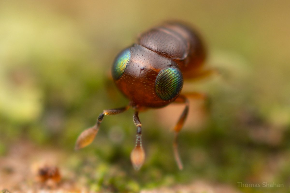 ThomasShahan's tweet photo. !!! 

initially thought they were an oribatid beetle mite... then freaked out upon taking a few photos - realizing they were BAEUS - a *tiny* (~600µm) parasitic wasp! 

Lost them after trying to stop lens down for a bit more depth of field! Underneath a log, NE Oklahoma https://t.co/RRoDufrmtY