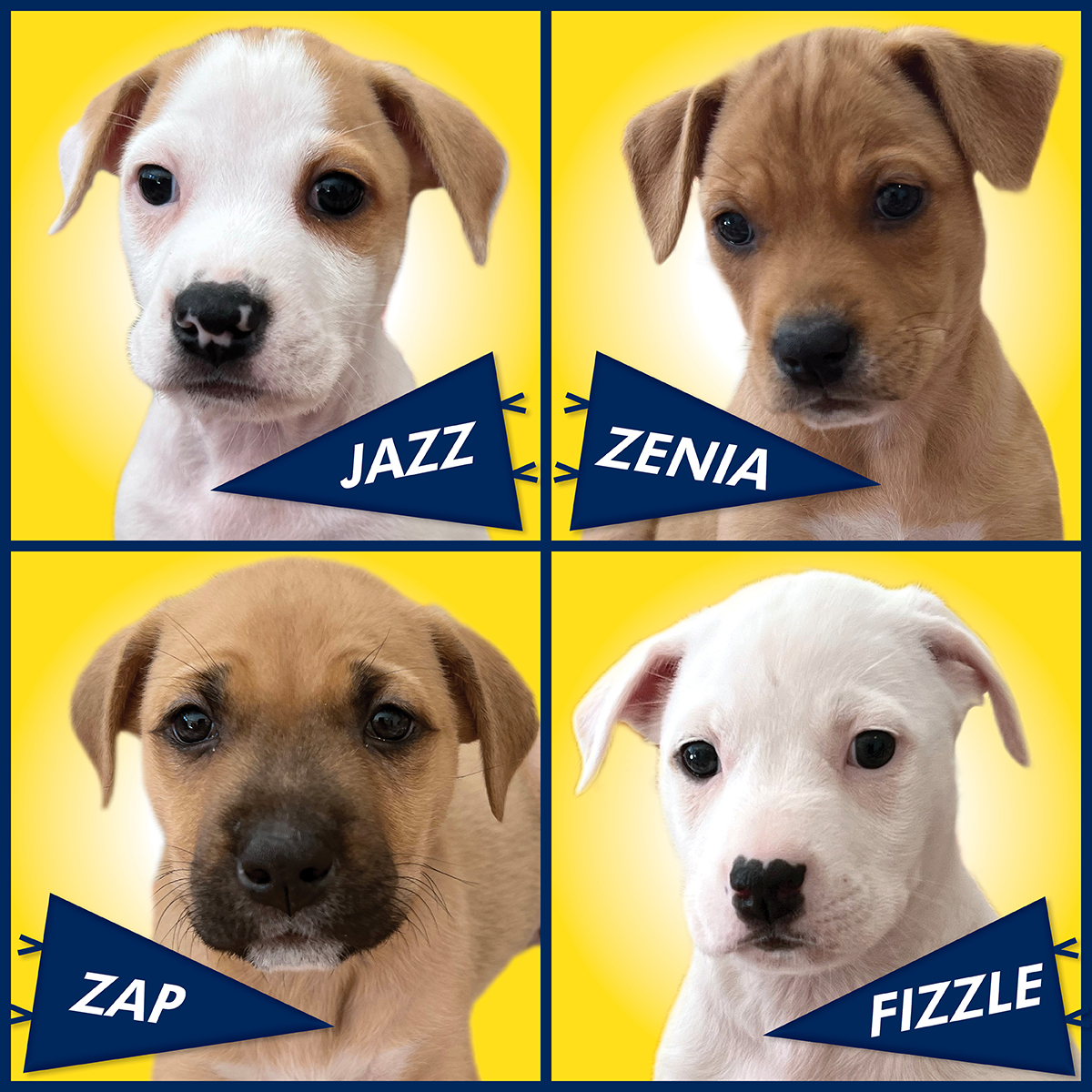 lostdogrescue's tweet photo. A BAKER’S DOZEN!🌟🐶Zola’s 13 pups are jazzed to meet you at our Sterling adoption event on 2/11 after yoga cuddles &amp; zig-zags across our Puppy Bowl. 

Be ready to welcome a rescued pet through your door this weekend and into your heart forever. Details https://t.co/94viF2TI99 https://t.co/VhWhBt3WGe
