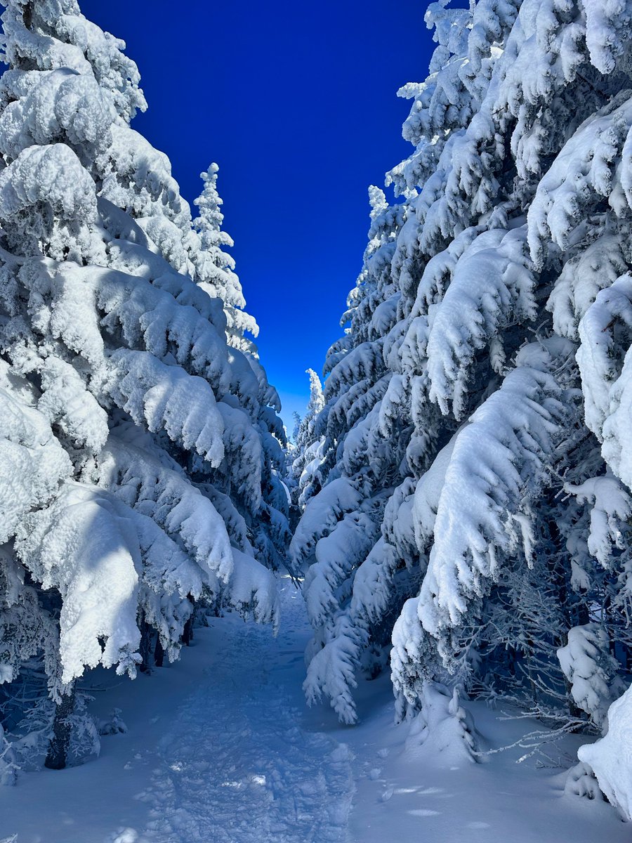 sistersfate's tweet photo. Winter wonderland. #huntermountain #upstatenewyork #narnia #drseuss https://t.co/GVsrGm5UoE