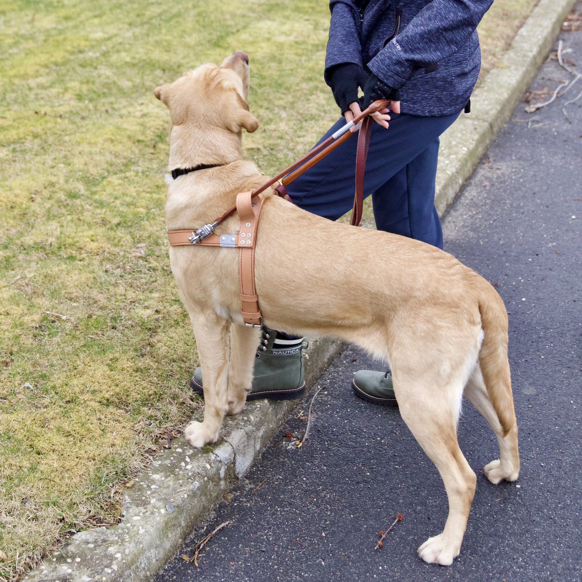“Find the curb!”🚨 Mastering this command is crucial for guide dogs as they ensure the safety of their low vision or legally blind handlers, especially on streets without sidewalks.