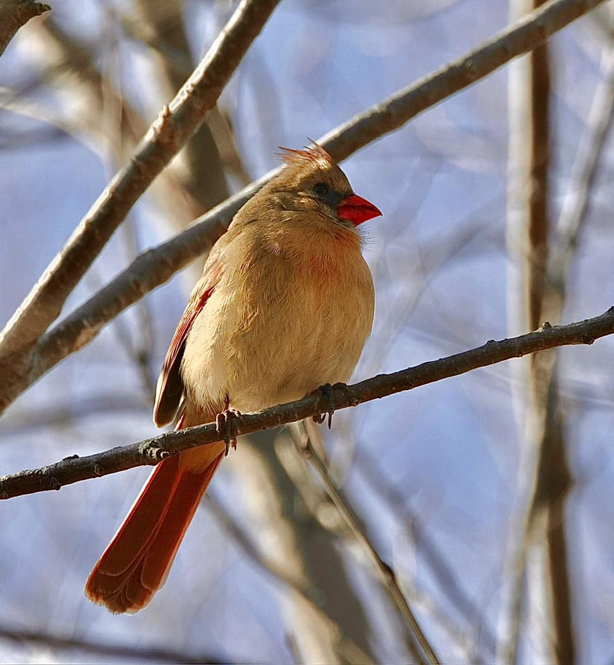 Northern cardinal. (Photo courtesy of Jen Carusi) #birds #willcounty #naturephotography