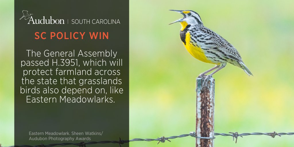 The SC General Assembly passed H3951, the Working Agricultural Lands Preservation Act. This bill will protect working agricultural lands through conservation easements. Many declining species of grassland birds rely on this habitat.
