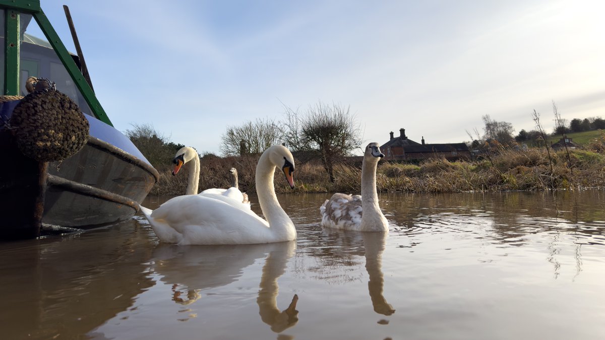 Swans on the #CoventryCanal near #Hartshill #Nuneaton, visiting #NbWillTry. #BoatsThatTweet #LifesBetterByWater #KeepCanalsAlive #WildlifePhotography #WaterwaysPhotography #HartshillWharf #Narrowboats #OutdoorPhotography