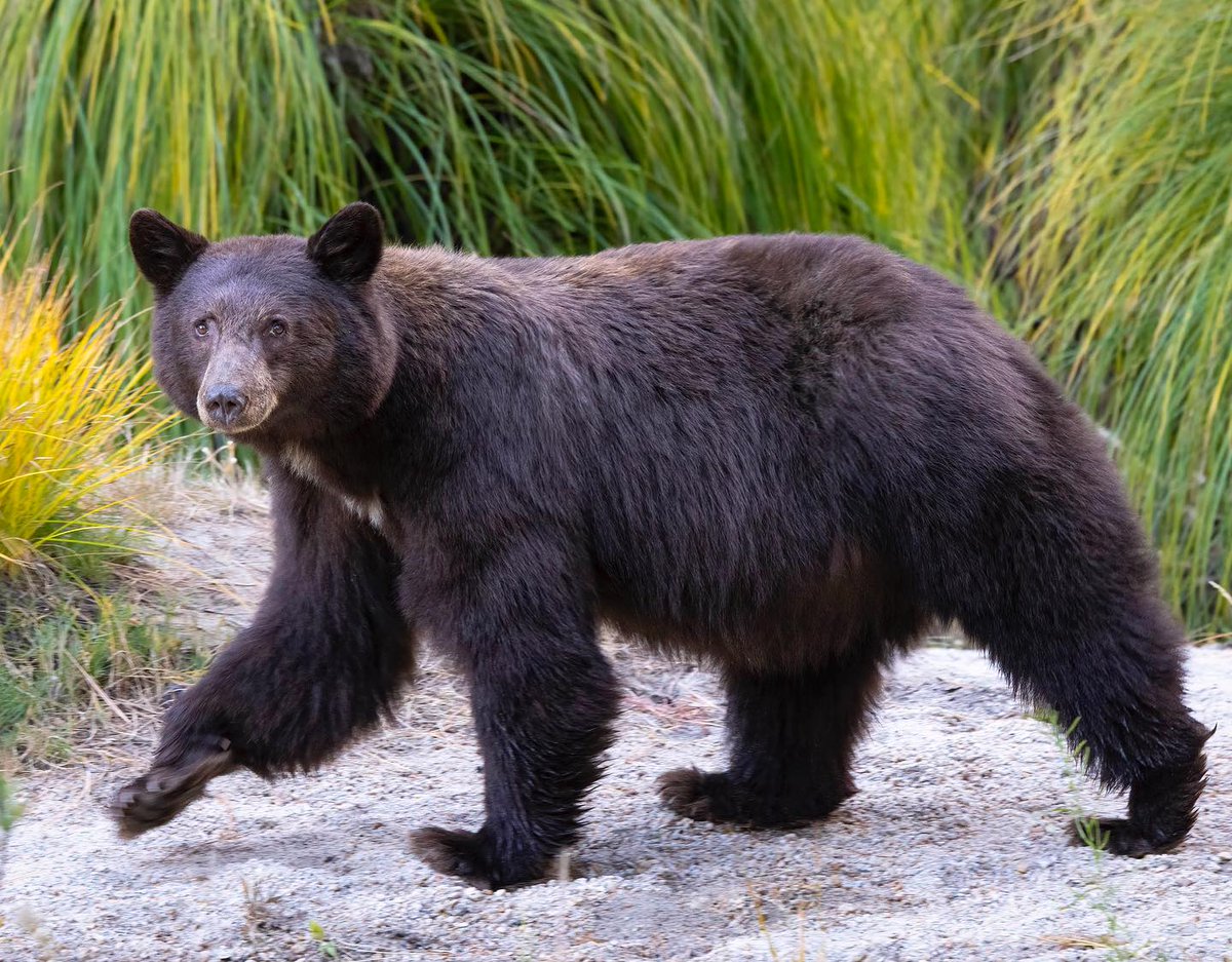 Beth Pratt tweet media