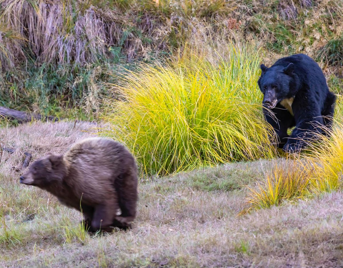 Beth Pratt tweet media