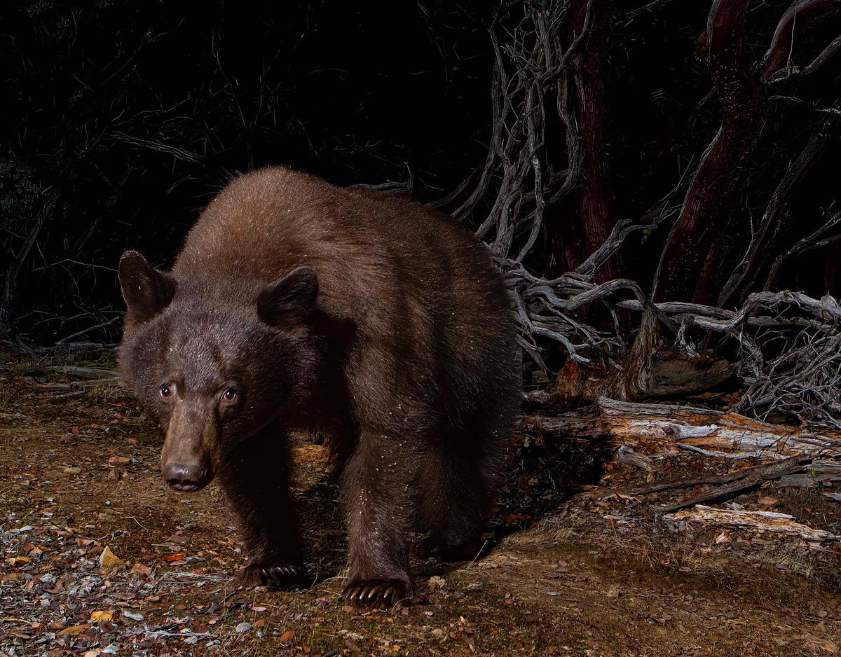 Beth Pratt tweet media