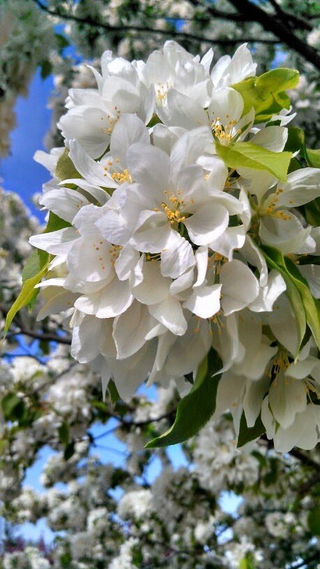 🌳☘️🌿
#EnjoyYourDay
#FlowerBeauty