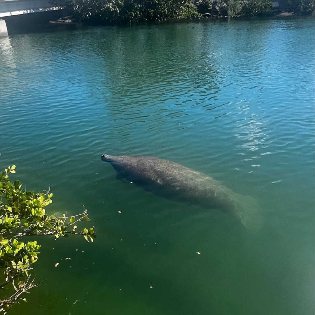 I spy a manatee. So far this year, 230 manatees have been spotted in their #PortEverglades habitats (based on an aerial survey by Broward County’s Resilient Environment Department). @BrowardCountyGov apple.co/49vhsDP bit.ly/3SsGFYF