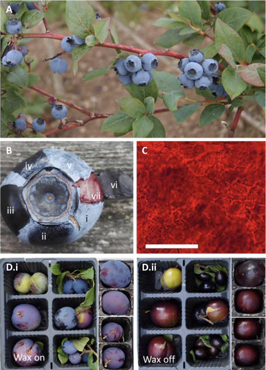 EricTopol's tweet photo. In case you ever wondered why blueberries are blue!
https://t.co/DbClRrXirx
🫐🫐🫐 @ScienceAdvances https://t.co/9UMbvvTqQX